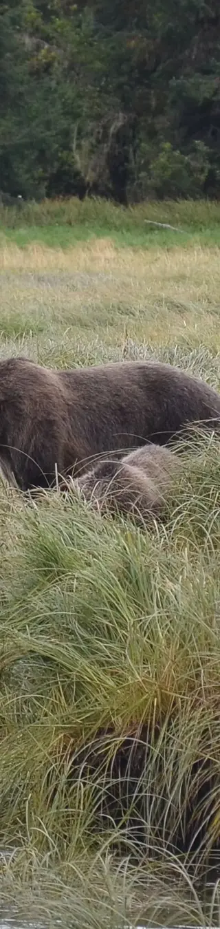 Besuche die grösste Grizzlybären-Population von ganz British Columbia